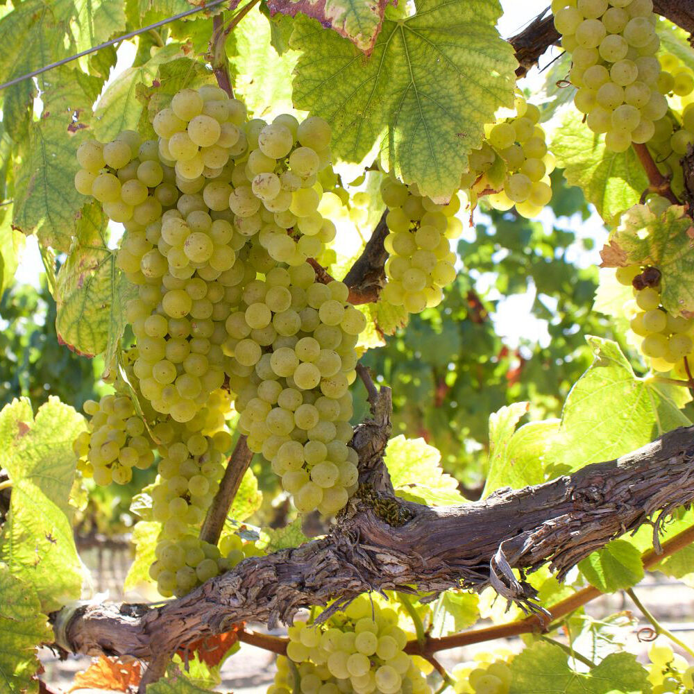 Grapes on a vine