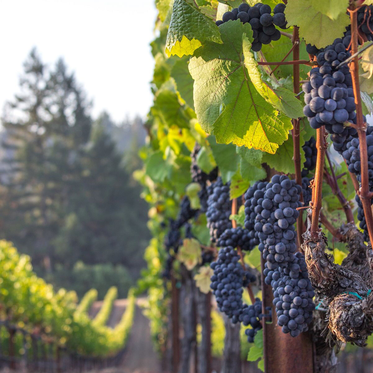 Grapes on a vine