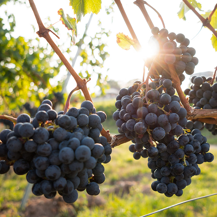 Grapes on a vine