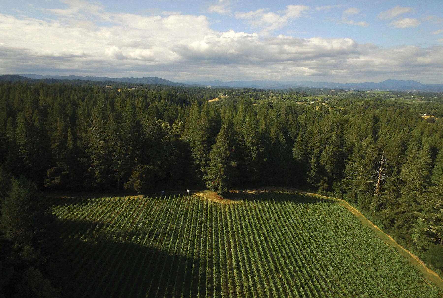 MacLean's Block vineyard