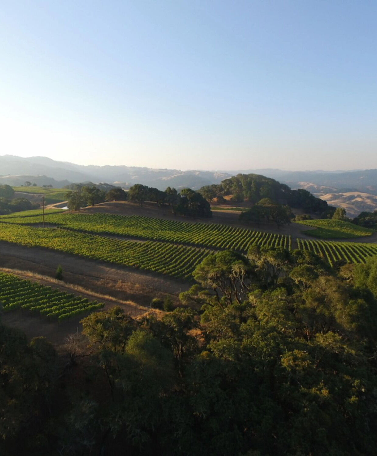 Aerial shot of a rolling vineyard