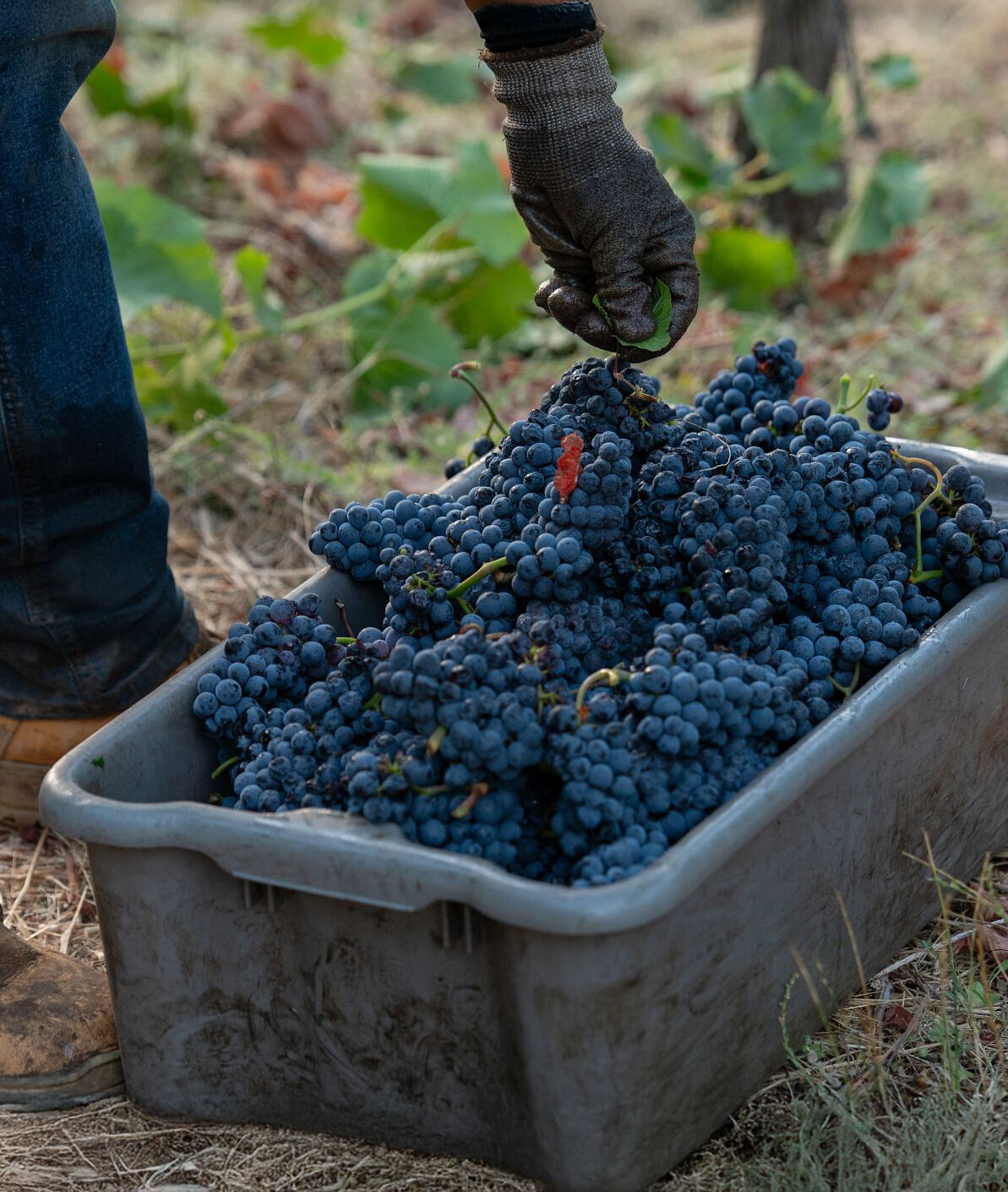 Harvesting grapes in a vineyard in a bin