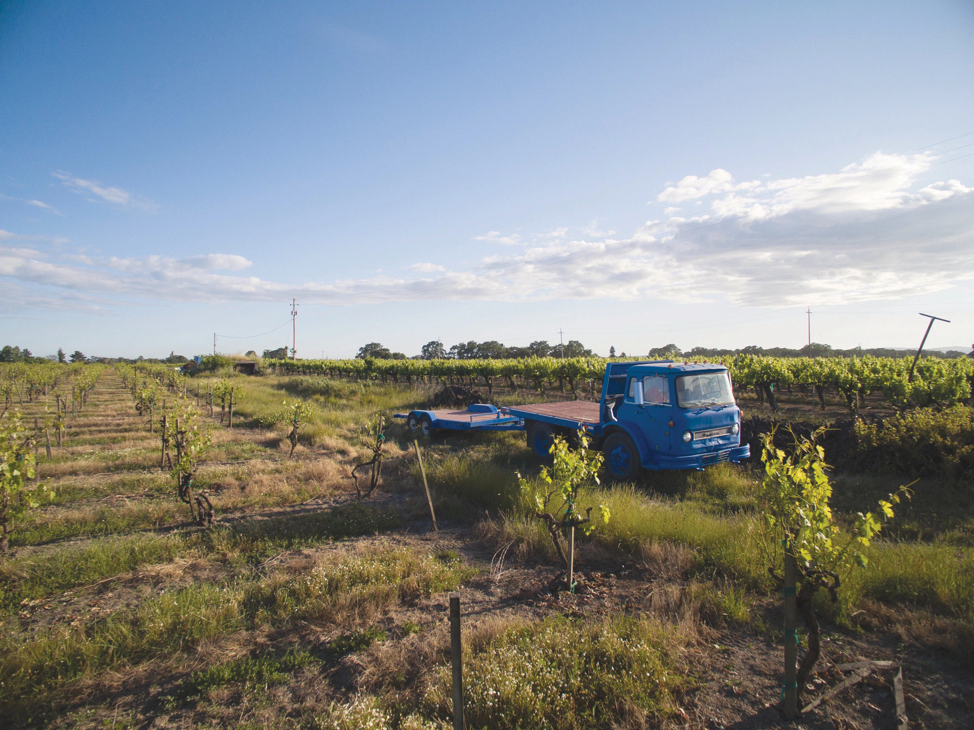 Fanucchi-Wood Road Vineyard Zinfandel