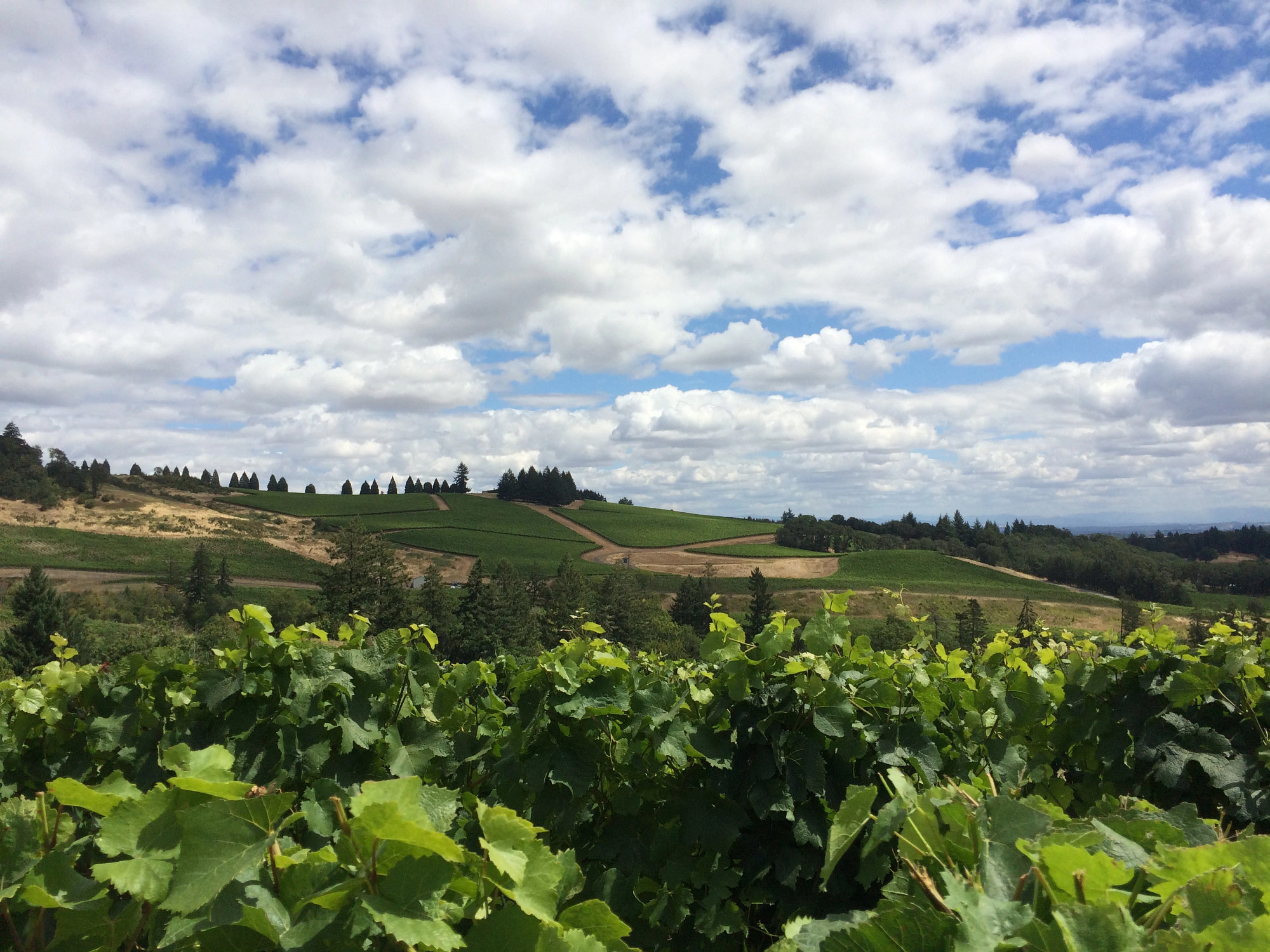 Warrior Princess Block Chardonnay