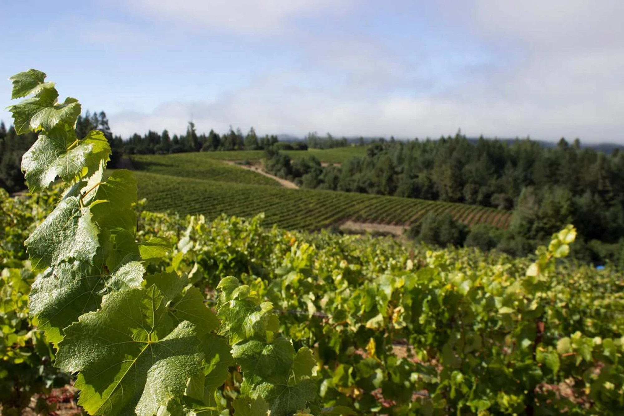 Far Coast Vineyard Blanc de Blancs