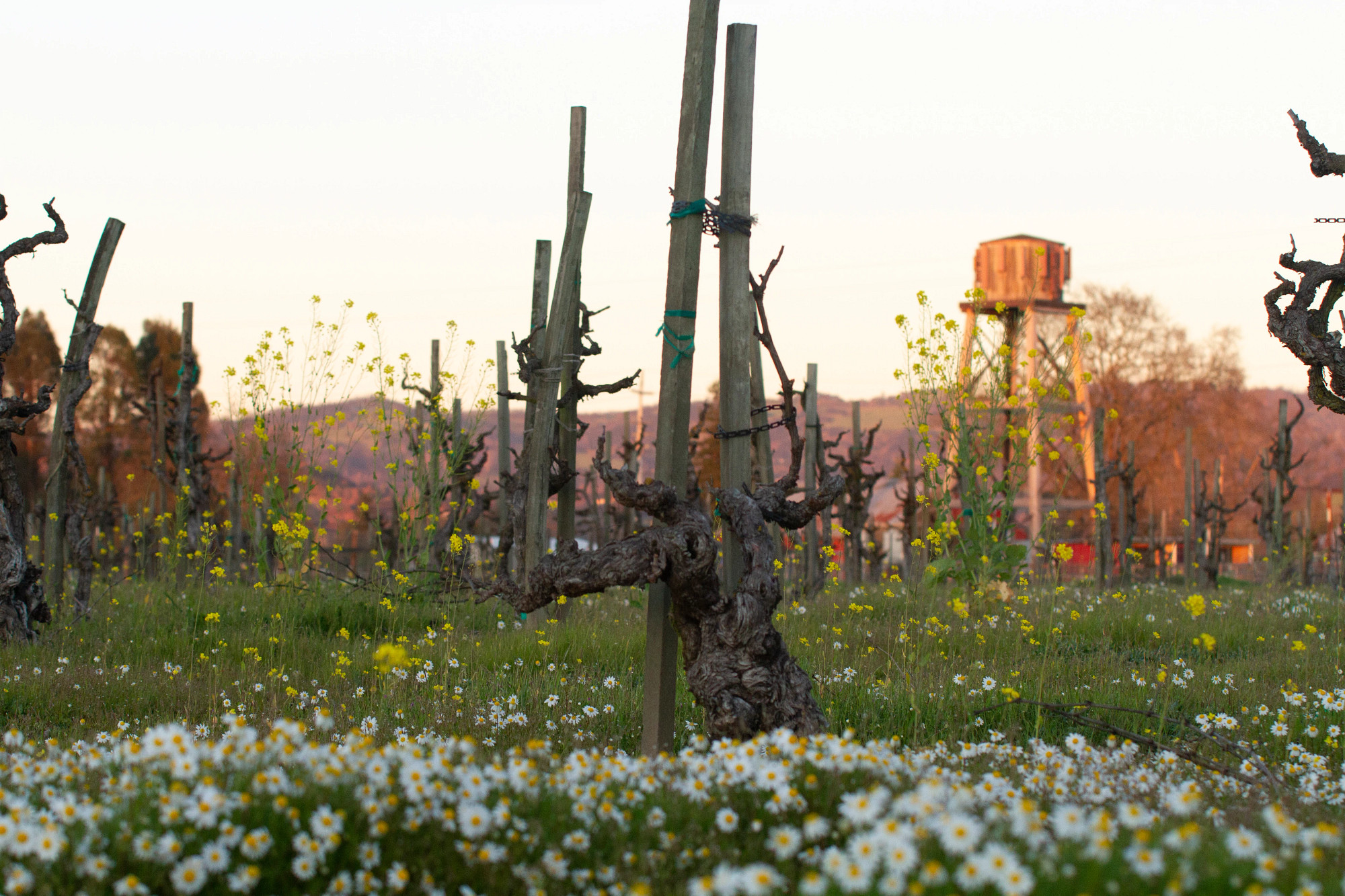 Dina's Vineyard Zinfandel