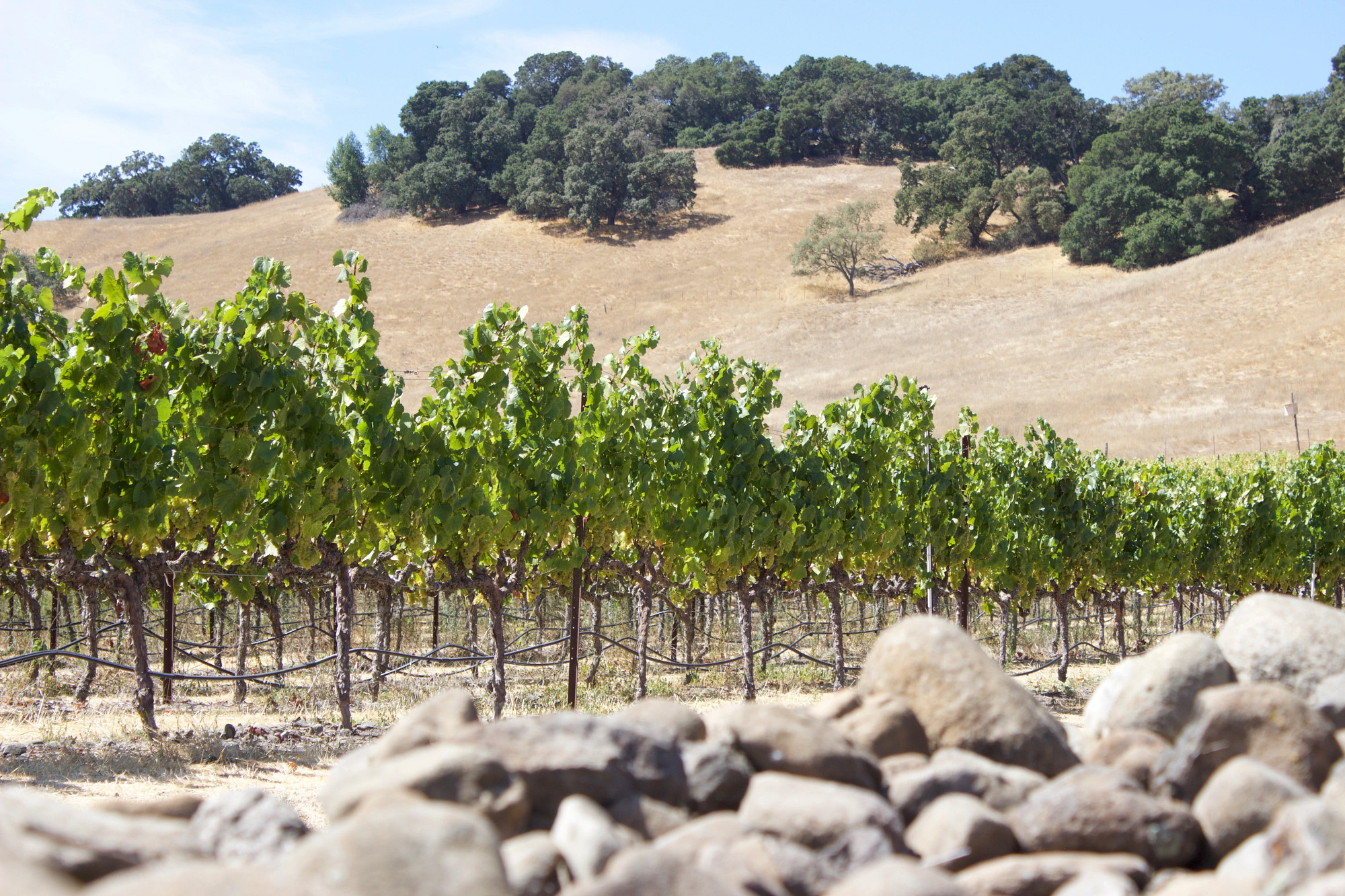 Stone C&ocirc;te Vineyard Chardonnay