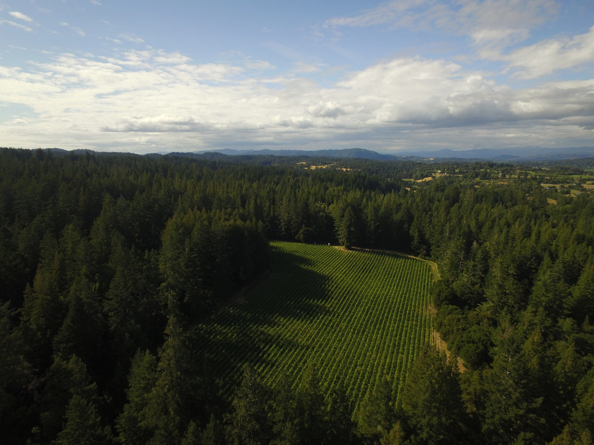 MacLean's Block Pinot Noir