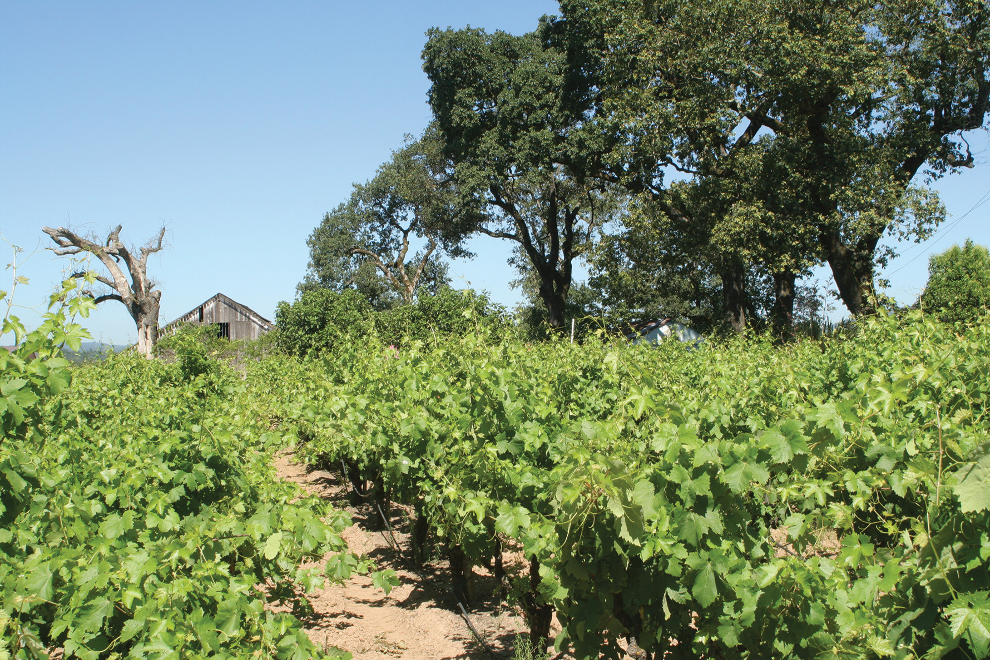 Jolene&rsquo;s Vineyard Zinfandel