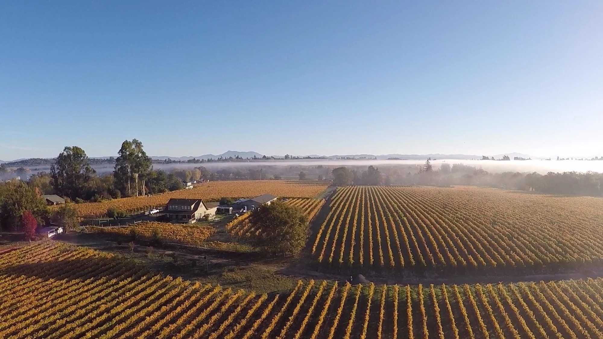 Fog Dance Vineyard Pinot Noir