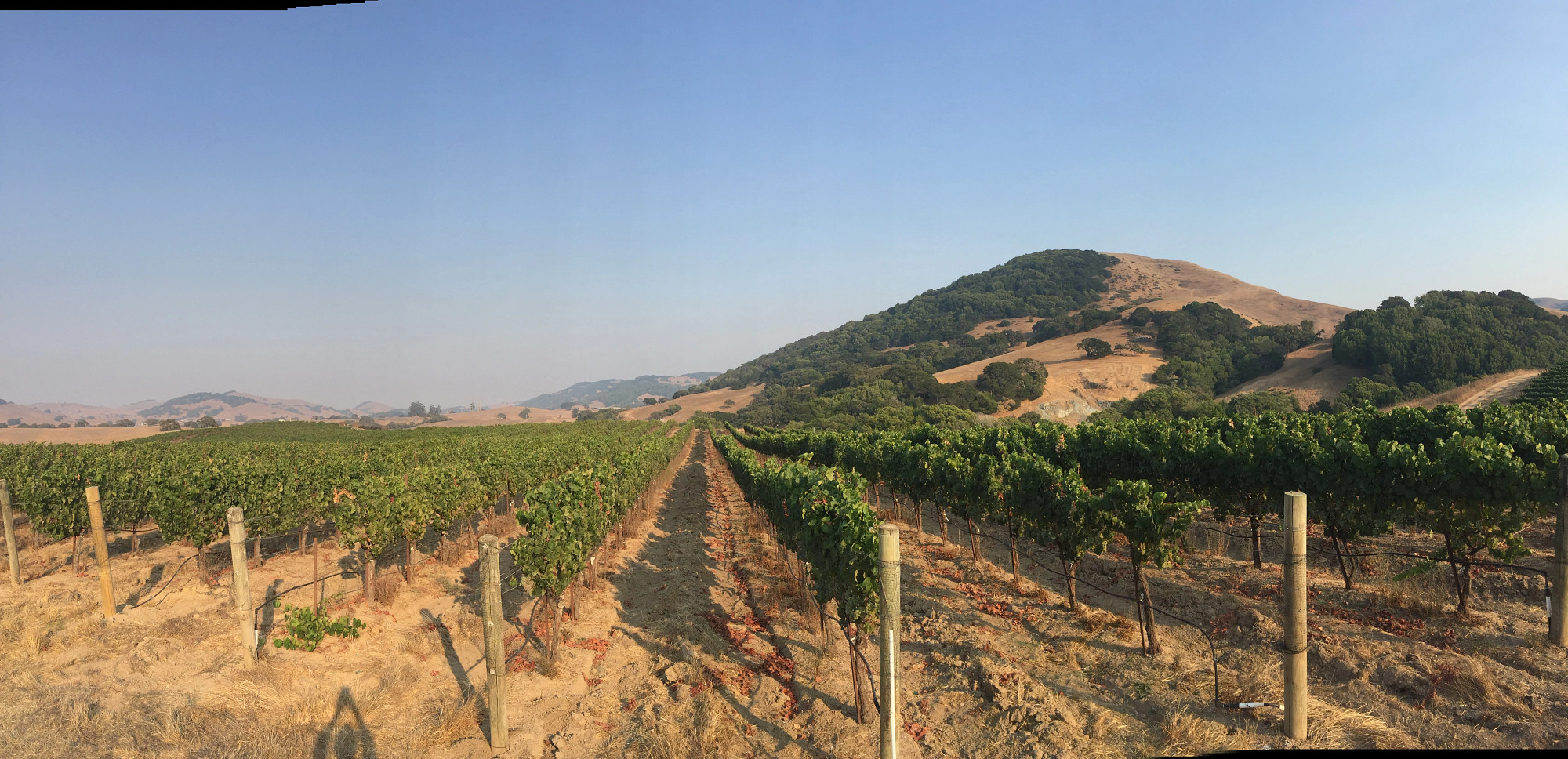 Marin Chardonnay