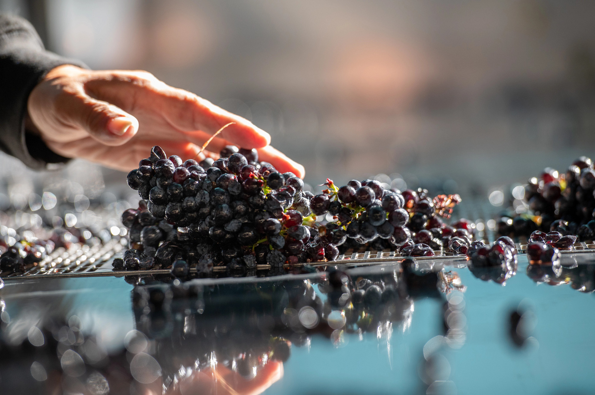 Morning Chorus Grenache