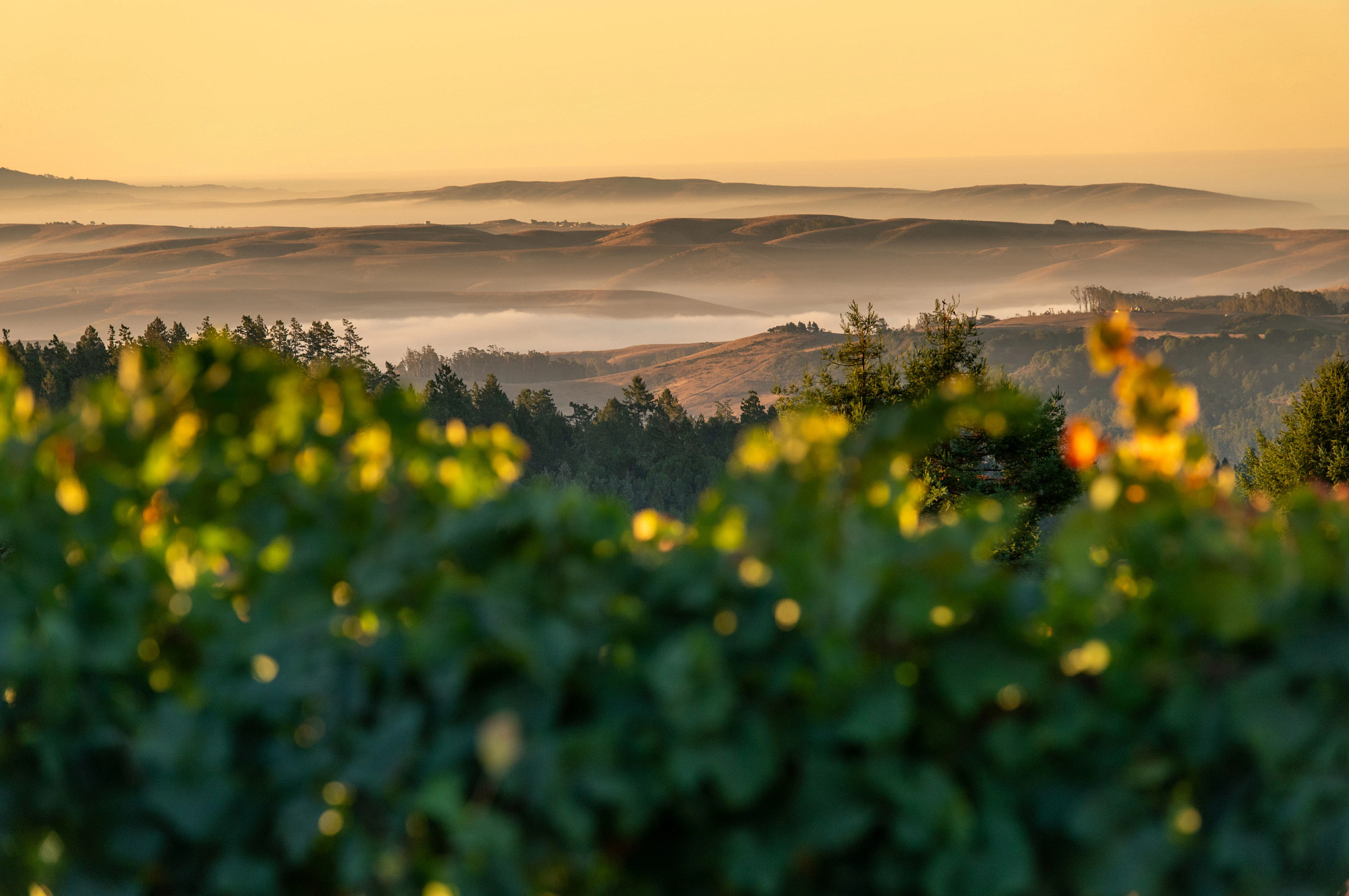 Seascape Vineyard Blanc de Blancs