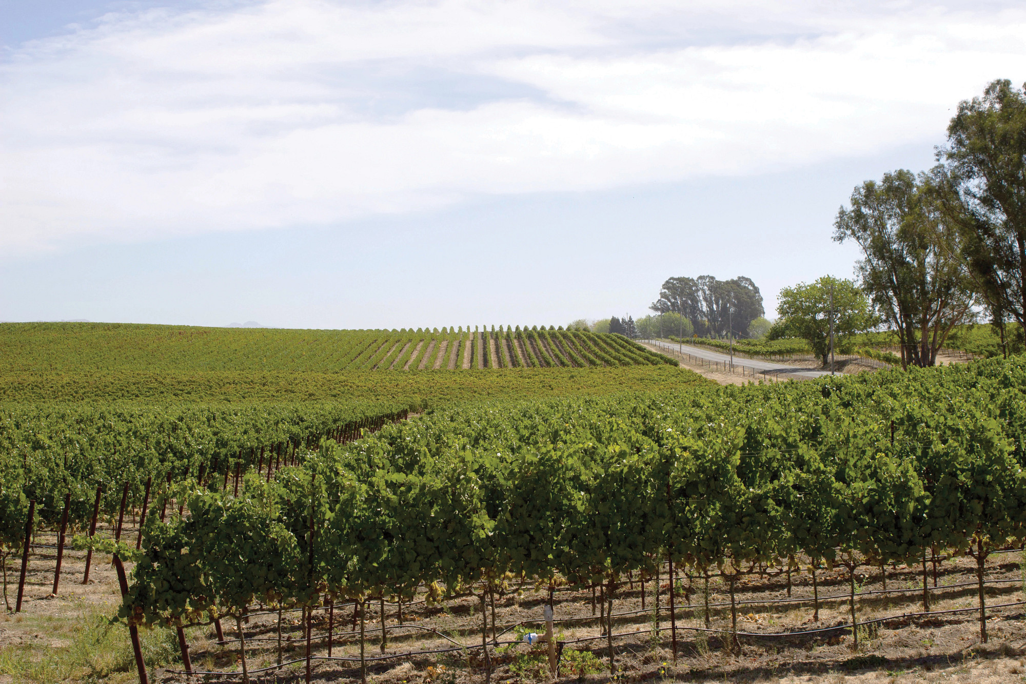 Sevens Bench Vineyard Chardonnay