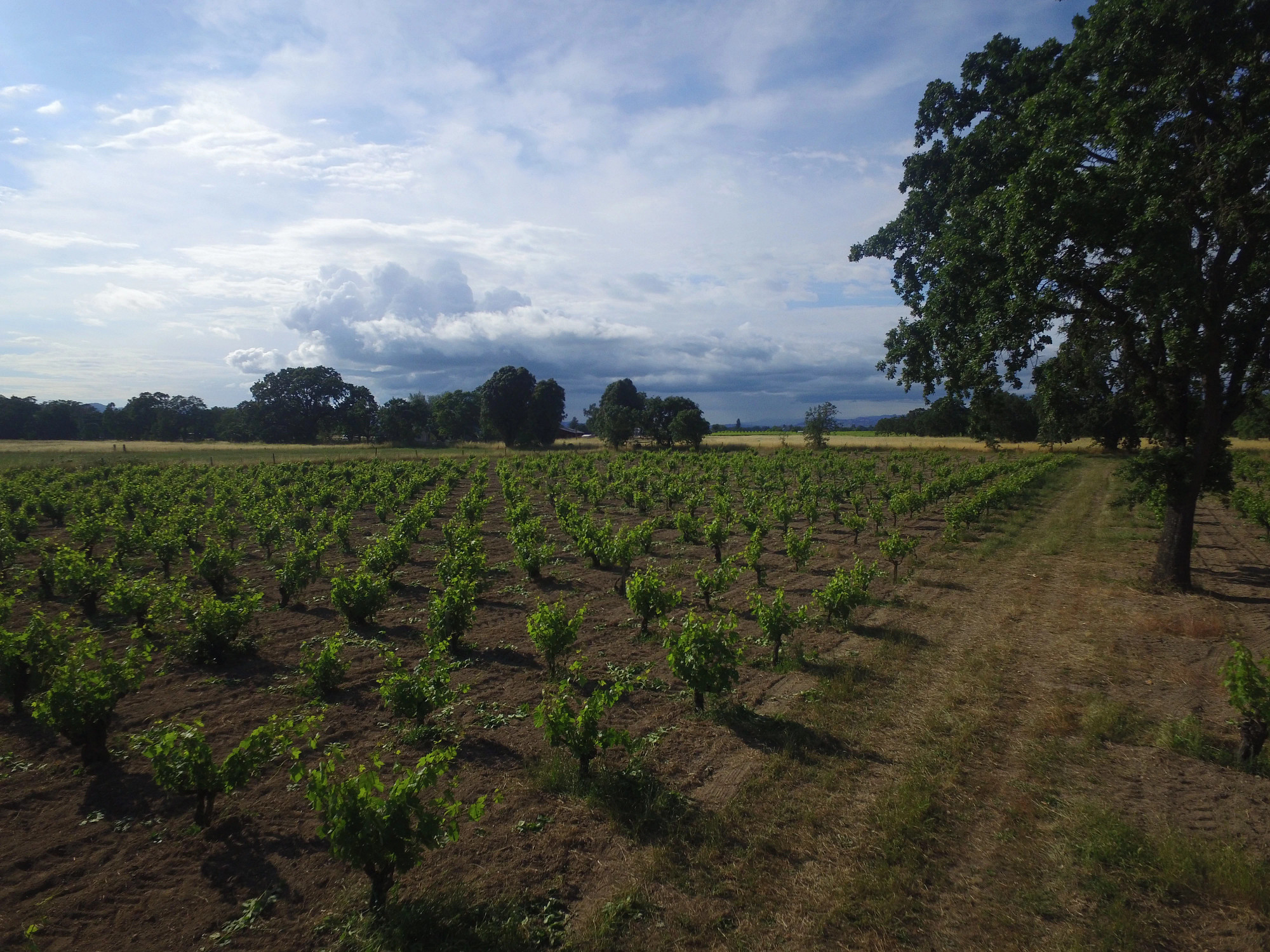 Hartford Vineyard Zinfandel