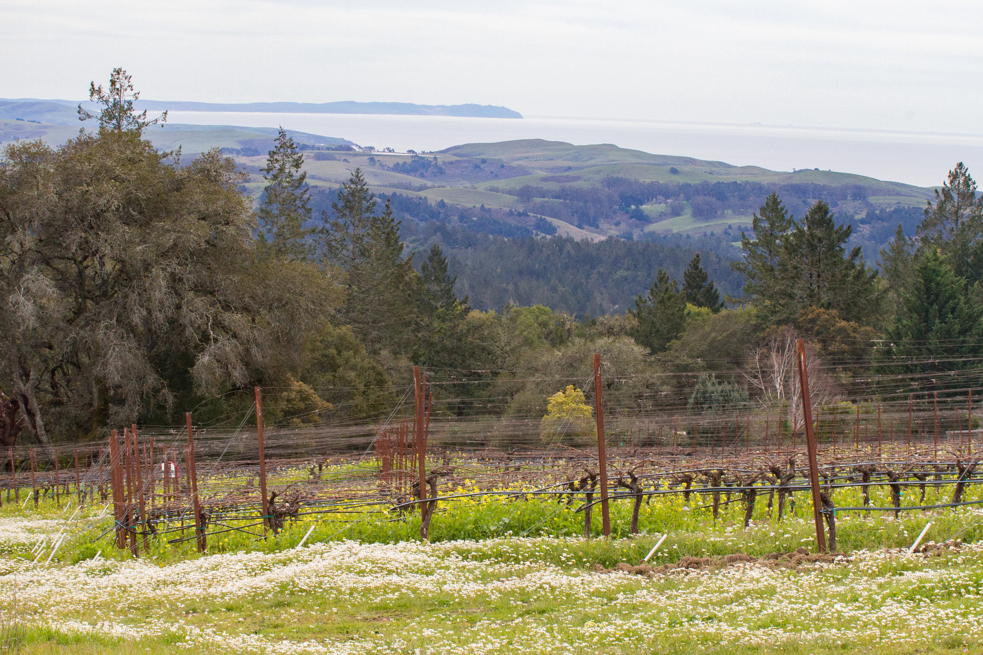 Seascape Vineyard Chardonnay